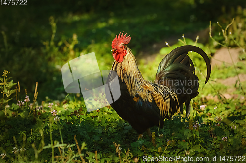 Image of Roosters in the Yard