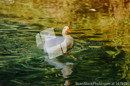 Image of Duck on the Lake