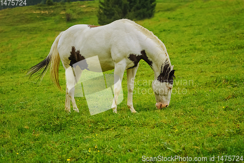 Image of Horse on the pasture