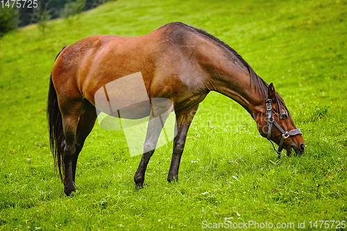 Image of Horse on the pasture