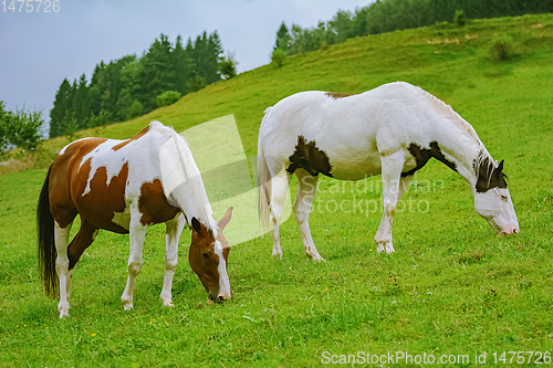 Image of Horses on the pasture