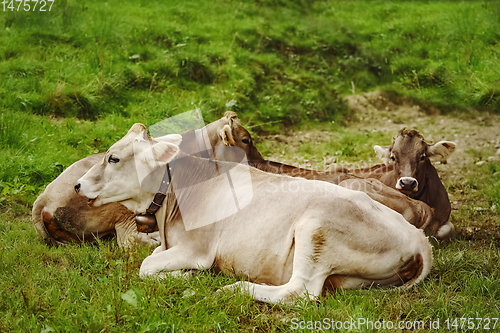 Image of Cows in the Pasture