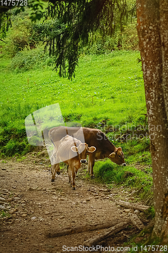 Image of Cows Go to the Pasture