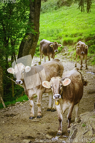 Image of Cows Go to the Pasture