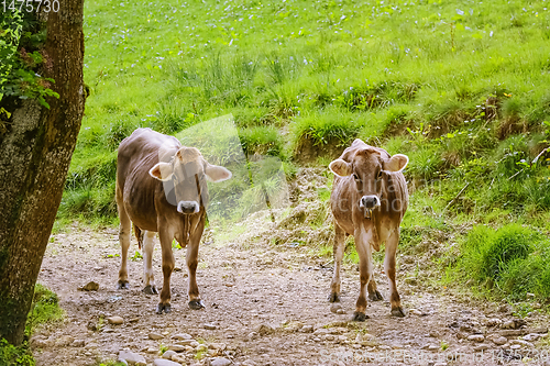 Image of Cows Go to the Pasture