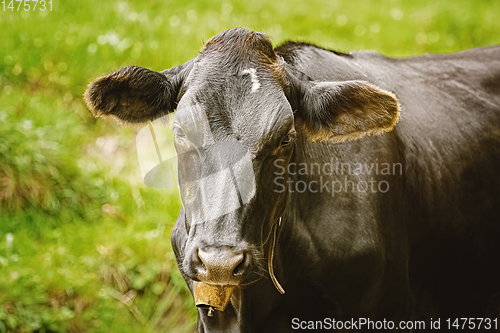 Image of Portrait of Cow