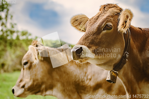 Image of Portrait of Cows
