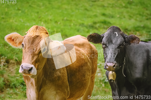 Image of Portrait of Cows