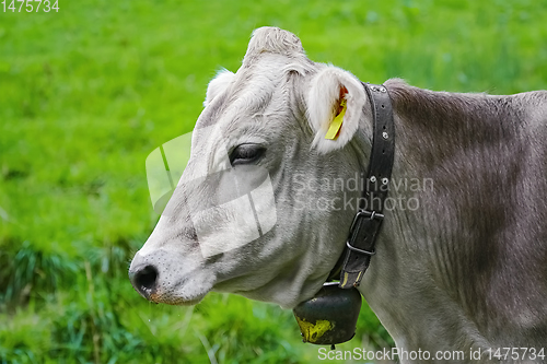 Image of Portrait of Cow