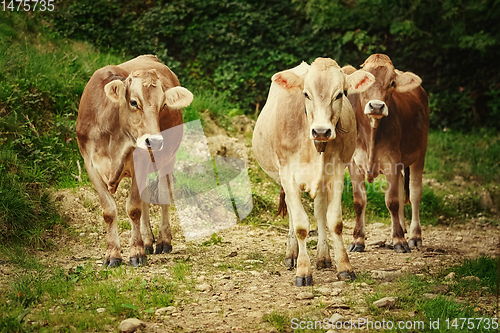 Image of Cows in the Pasture