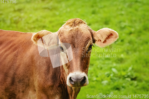 Image of Portrait of Cow