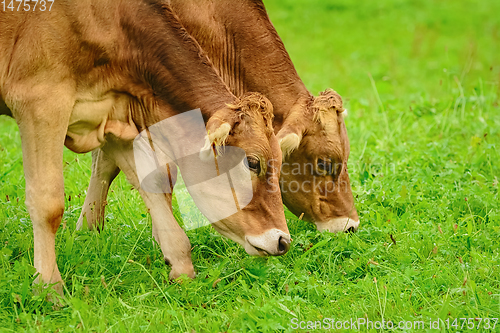 Image of Cows in the Pasture