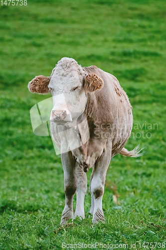 Image of Cow in the Pasture