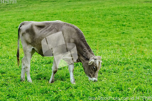 Image of Cow in the Pasture