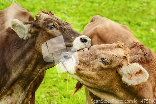 Image of Cows in the Pasture