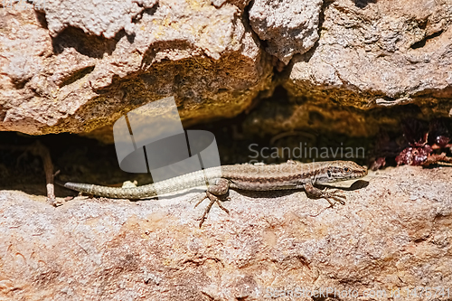 Image of Viviparous lizard (Lacerta vivipara)