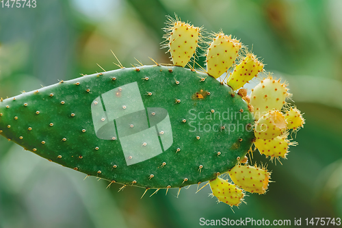 Image of Opuntia, commonly called prickly pear