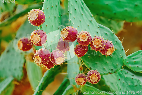 Image of Opuntia, commonly called prickly pear