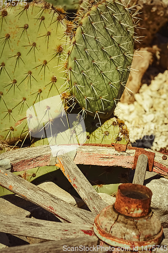 Image of Opuntia, commonly called prickly pear