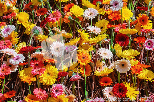 Image of Gerbera flowers background