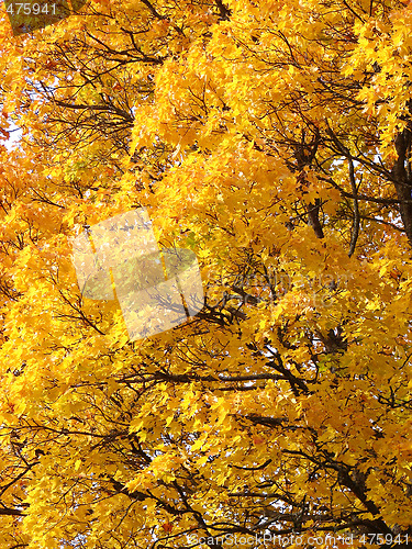 Image of Yellow leaves background