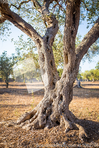 Image of Olive tree in South Italy