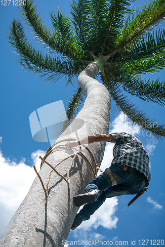 Image of Adult male climbs coconut tree to get coco nuts