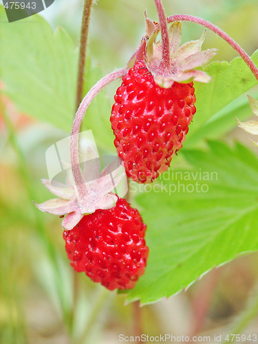 Image of Wild strawberry