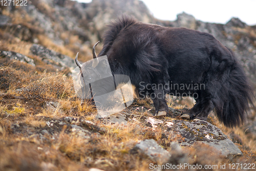 Image of Yak or nak pasture on grass hills in Himalayas