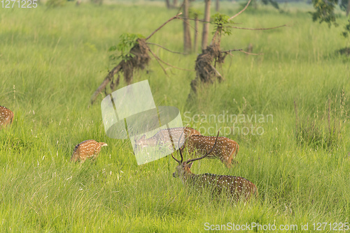 Image of Sika or spotted deers herd in the elephant grass