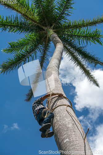 Image of Adult male climbs coconut tree to get coco nuts