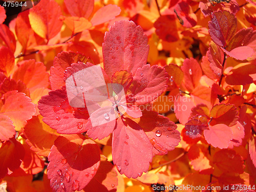 Image of Red leaves background