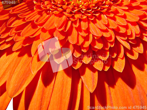 Image of Orange Gerber Flower