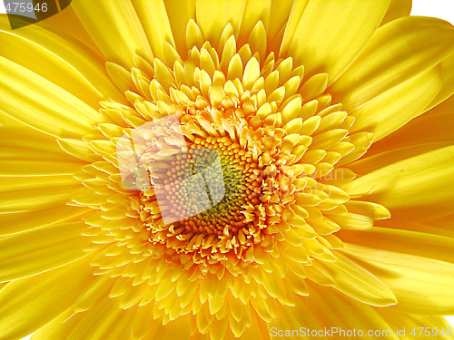 Image of Yellow Gerber Flower