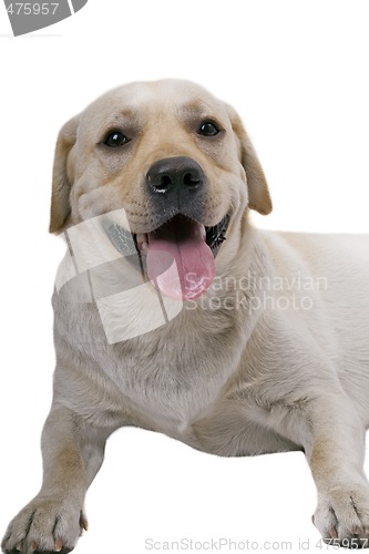 Image of portrait of the white caucasian sheep dog. Isolated 