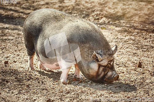 Image of Vietnamese Pot-Bellied Pig