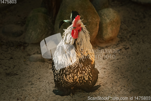 Image of Rooster in the poultry yard