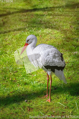 Image of Stork on the green grass