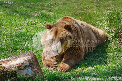 Image of Brown bear on the green grass