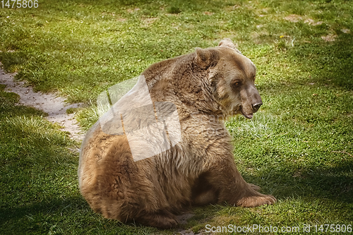 Image of Brown bear on the green grass