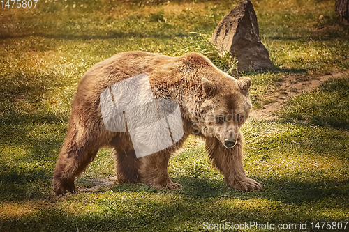 Image of Brown bear on the green grass