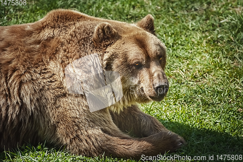 Image of Brown bear on the green grass