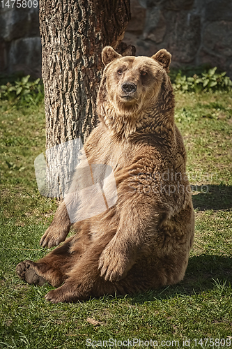 Image of Brown bear on the green grass