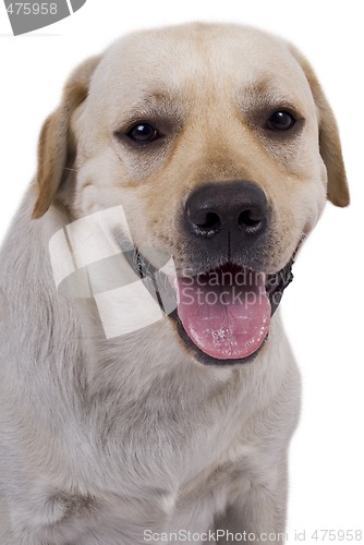 Image of portrait of the white caucasian sheep dog 