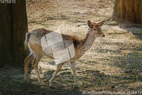 Image of Deer in the forest