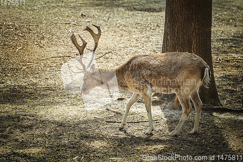 Image of Deer in the forest