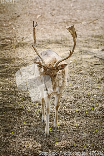 Image of Deer in the forest