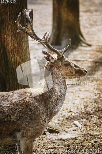 Image of Deer in the forest