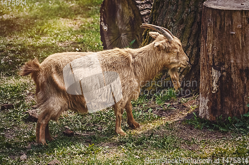 Image of Goat on the Grass