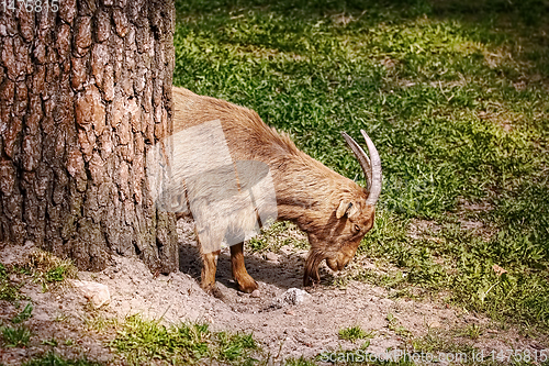 Image of Goat on the Grass